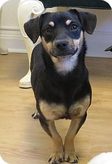 Peyton | Adopted Puppy | High Point, NC | Miniature ...