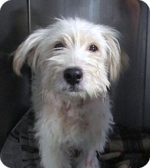 white terrier mix