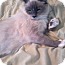 Photo 4 - Manx Cat for adoption in Simpsonville, South Carolina - Princess Photo 4 - Manx Cat for adoption in Simpsonville, South Carolina - Princess