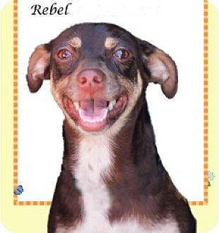Rebel and Rusty | Adopted Puppy | Los Angeles, CA ...