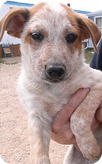 DJ (Dozer Jr) | Adopted Puppy | 0901201303 | Colorado ...