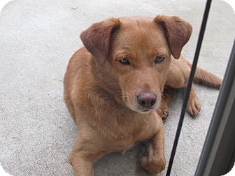 Labrador Retriever/German Shepherd Dog Mix Dog for adoption in Conyers, Georgia - Isabella Labrador Retriever/German Shepherd Dog Mix Dog for adption in Conyers, Georgia - Isabella