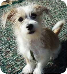 Toby | Adopted Puppy | Osseo, MN | Schnauzer (Miniature)/Jack Russell ...