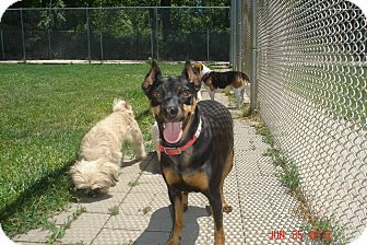 Vegas | Adopted Dog | 000553 | Lake Odessa, MI | Miniature ...