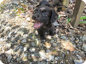 Cairn Terrier/Dachshund Mix Puppy for Sale in hagerstown, Maryland - Watkins Cairn Terrier/Dachshund Mix Puppy for Sale in hagerstown, Maryland - Watkins