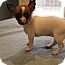 Photo 3 - Chihuahua Puppy for adoption in Hagerstown, Maryland - Ella Photo 3 - Chihuahua Puppy for adoption in Hagerstown, Maryland - Ella
