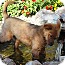 Photo 2 - German Shepherd Dog/Cattle Dog Mix Puppy for adoption in Gilbert, Arizona - Addie Photo 2 - German Shepherd Dog/Cattle Dog Mix Puppy for adoption in Gilbert, Arizona - Addie