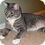 Photo 2 - Domestic Shorthair Cat for adoption in Phoenix, Arizona - Flower Photo 2 - Domestic Shorthair Cat for adoption in Phoenix, Arizona - Flower