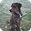 Photo 1 - German Shepherd Dog/Labrador Retriever Mix Dog for adoption in Lancaster, Virginia - Dixon Photo 1 - German Shepherd Dog/Labrador Retriever Mix Dog for adoption in Lancaster, Virginia - Dixon