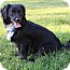 Photo 4 - Dachshund/Cavalier King Charles Spaniel Mix Dog for adoption in Hagerstown, Maryland - Skipper Photo 4 - Dachshund/Cavalier King Charles Spaniel Mix Dog for adoption in Hagerstown, Maryland - Skipper