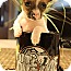 Photo 1 - Chihuahua Puppy for adoption in Hagerstown, Maryland - Ella Photo 1 - Chihuahua Puppy for adoption in Hagerstown, Maryland - Ella