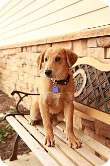 Labrador Retriever/Golden Retriever Mix Puppy for Sale in Lancaster, Ohio - Lager Labrador Retriever/Golden Retriever Mix Puppy for Sale in Lancaster, Ohio - Lager