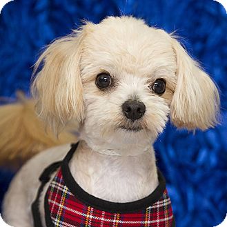 Costa Mesa, CA - Maltese/Pomeranian Mix. Meet MARTY a Dog ...