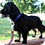 Photo 3 - Dachshund/Cavalier King Charles Spaniel Mix Dog for adoption in Wytheville, Virginia - Skipper Photo 3 - Dachshund/Cavalier King Charles Spaniel Mix Dog for adoption in Wytheville, Virginia - Skipper
