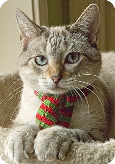 Chicago, IL - Siamese. Meet Atlas a Cat for Adoption.