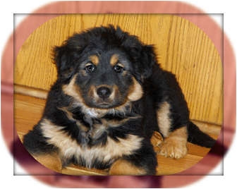 Diesel, Deacon, Trudy, Tilly | Adopted Puppy | Akron, OH ...