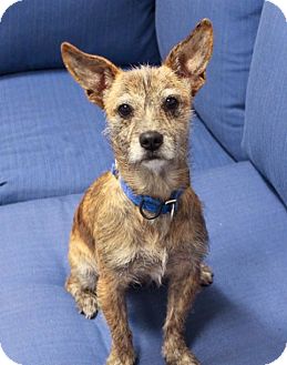 cari - i do not shed! adopted dog los angeles, ca