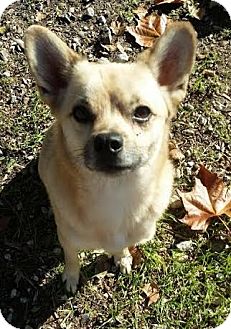 Vancouver, BC - Shiba Inu/Chihuahua Mix. Meet Ace a Dog ...