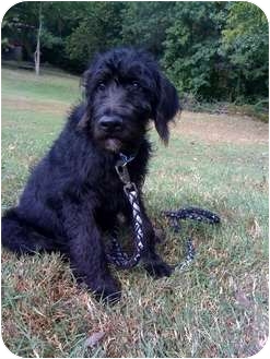 Luke | Adopted Puppy | Arnold, MO | Poodle (Standard ...