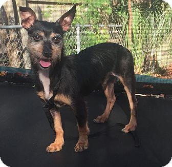 Jerry | Adopted Dog | Palm Harbor, FL | Schnauzer ...