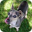 Photo 2 - Chihuahua Mix Dog for adoption in El Cajon, California - Zoey Photo 2 - Chihuahua Mix Dog for adoption in El Cajon, California - Zoey