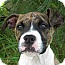 Photo 1 - Boxer Mix Puppy for adoption in Monteregie, Quebec - Champ Photo 1 - Boxer Mix Puppy for adoption in Monteregie, Quebec - Champ