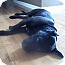 Photo 3 - Labrador Retriever Mix Dog for adoption in Plainfield, Connecticut - Bear Photo 3 - Labrador Retriever Mix Dog for adoption in Plainfield, Connecticut - Bear