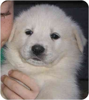 Male puppies | Adopted Puppy | Newburgh, IN | Great Pyrenees/Husky Mix