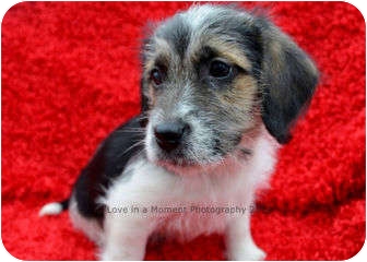 Ebon | Adopted Puppy | Newburgh, IN | Maltese/Beagle Mix