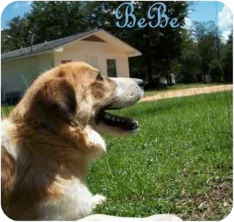 BeBe | Adopted Dog | Ozark, AL | Great Pyrenees/St. Bernard Mix