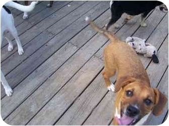 Boxer heeler 1 | Adopted Puppy | Millerton, PA | Boxer/Blue Heeler Mix