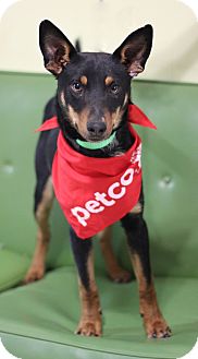 Dalton, GA - Doberman Pinscher/Beagle Mix. Meet Mikey a ...