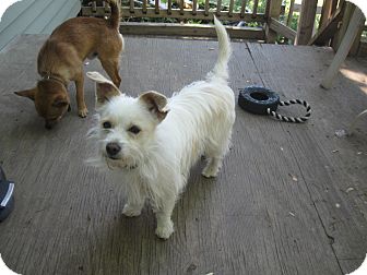 Scruffy Adopted Dog Wauseon, OH Westie, West Highland White