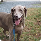 Gracie - Whitehall, PA