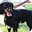 Photo 2 - Dachshund/Cavalier King Charles Spaniel Mix Dog for adoption in Wytheville, Virginia - Skipper Photo 2 - Dachshund/Cavalier King Charles Spaniel Mix Dog for adoption in Wytheville, Virginia - Skipper