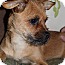 Photo 4 - Brussels Griffon/Chihuahua Mix Dog for adoption in Hamburg, Pennsylvania - Jagger Photo 4 - Brussels Griffon/Chihuahua Mix Dog for adoption in Hamburg, Pennsylvania - Jagger