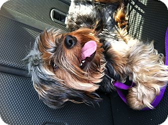 Yorkie, Yorkshire Terrier Dog for Sale in Plainfield, Connecticut - Max Yorkie, Yorkshire Terrier Dog for Sale in Plainfield, Connecticut - Max