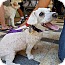 Photo 2 - Bichon Frise/Dachshund Mix Dog for adoption in Las Vegas, Nevada - Angel Photo 2 - Bichon Frise/Dachshund Mix Dog for adoption in Las Vegas, Nevada - Angel