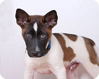 Sudbury, MA - Akita/Australian Cattle Dog Mix. Meet Chevy ...
