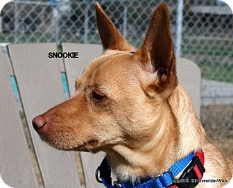 Snookie | Adopted Dog | Patterson, CA | Pharaoh Hound ...