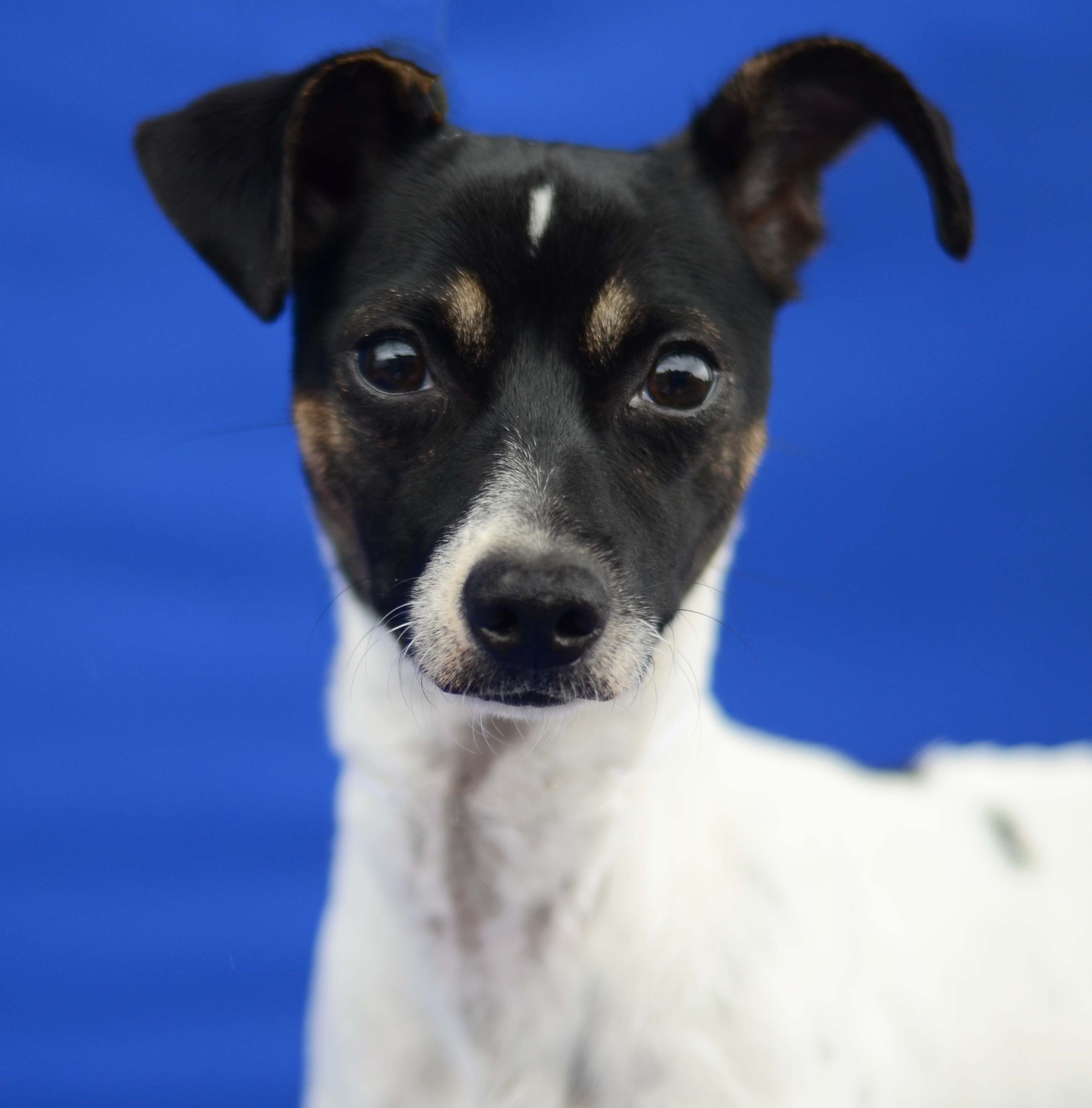 Adopt FINN a Tricolor (Tan/Brown & Black & White) Rat Terrier / Jack
