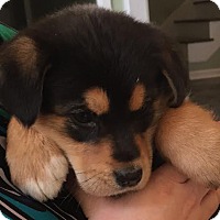 Brattleboro, VT - Bernese Mountain Dog/Shepherd (Unknown ...