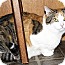 Photo 2 - Domestic Shorthair Cat for adoption in Xenia, Ohio - Piper Photo 2 - Domestic Shorthair Cat for adoption in Xenia, Ohio - Piper