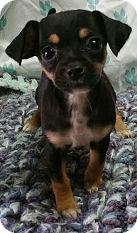 Miniature Pinscher/Rat Terrier Mix Puppy for adoption in ...