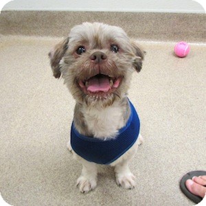 Shih Tzu Mix Dog for adoption in Gilbert, Arizona - Lovey Shih Tzu Mix Dog for adption in Gilbert, Arizona - Lovey