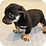 Photo 4 - Dachshund/Pug Mix Puppy for adoption in Bedminster, New Jersey - Carson Photo 4 - Dachshund/Pug Mix Puppy for adoption in Bedminster, New Jersey - Carson