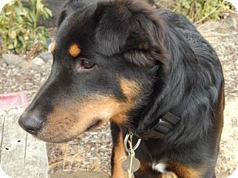 Louis | Adopted Dog | The Dalles, OR | Doberman Pinscher/Border Collie Mix