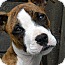 Photo 1 - Boxer Mix Puppy for adoption in Monteregie, Quebec - Karma Photo 1 - Boxer Mix Puppy for adoption in Monteregie, Quebec - Karma