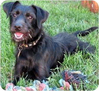Shadow | Adopted Dog | Overland Park, KS | Schnauzer ...