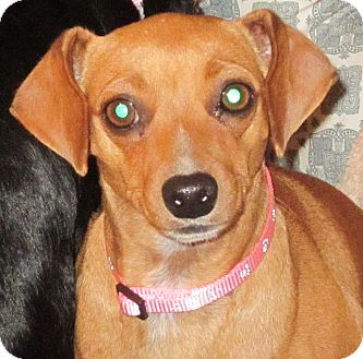 Denver, CO - Miniature Pinscher. Meet Lucy a Dog for Adoption.